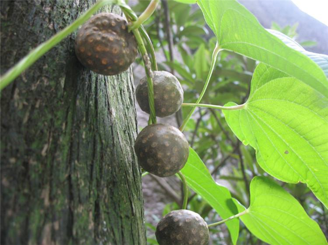 这个植物叫做黄药子叶子像一片心形可观赏价值珍贵