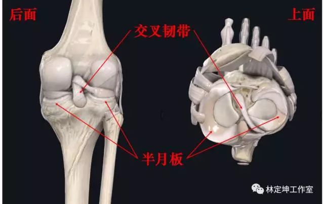 谈骨论筋 | "膝关节疼痛"就是关节炎?当心误诊