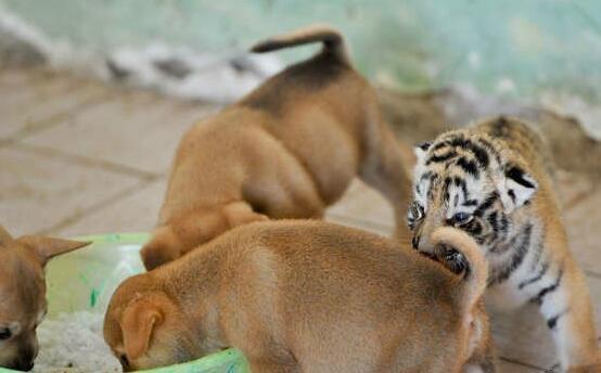 母狗餵養幼虎，這場面似乎有點不和諧 未分類 第3張