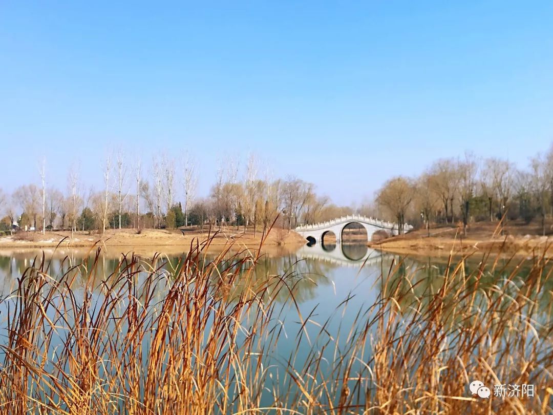 新济阳美景太美啦澄波湖边上的迎春花开了请看视频海量美图