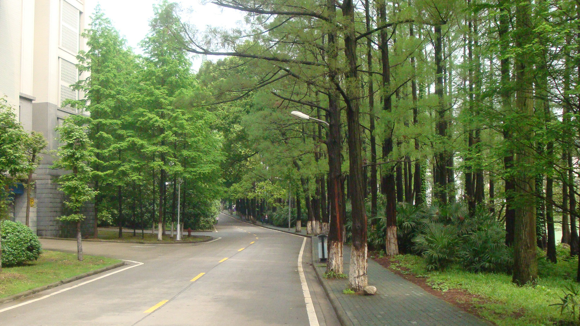 喜欢武汉大学的风景吗？你会给武汉大学打几分呢？