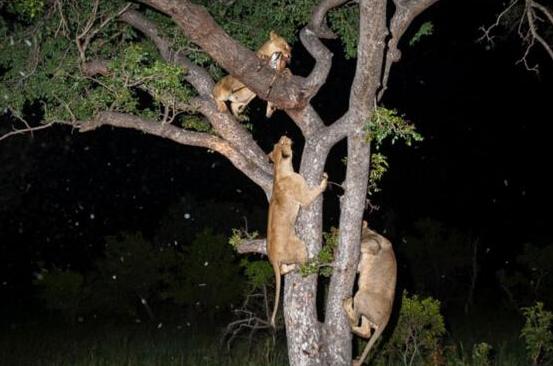 花豹深夜好不容易捕獲一只獵物，上樹剛想開吃之後的事情讓它崩潰 未分類 第4張
