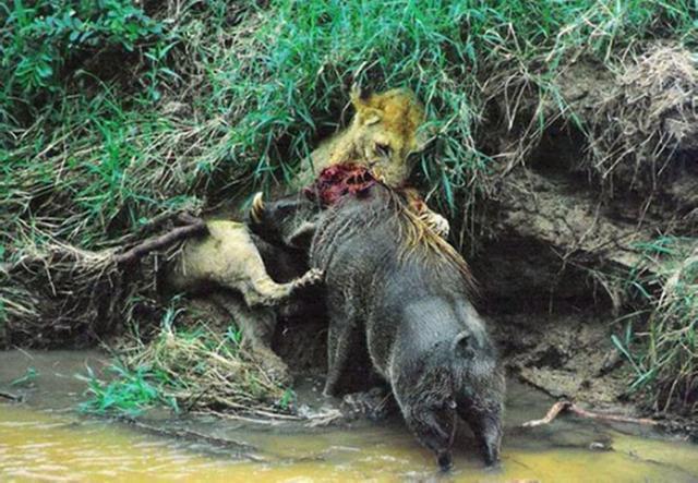 母獅被疣豬逼上泥牆痛打，情急之下母獅竟被逼的咬疣豬「死穴」 未分類 第2張