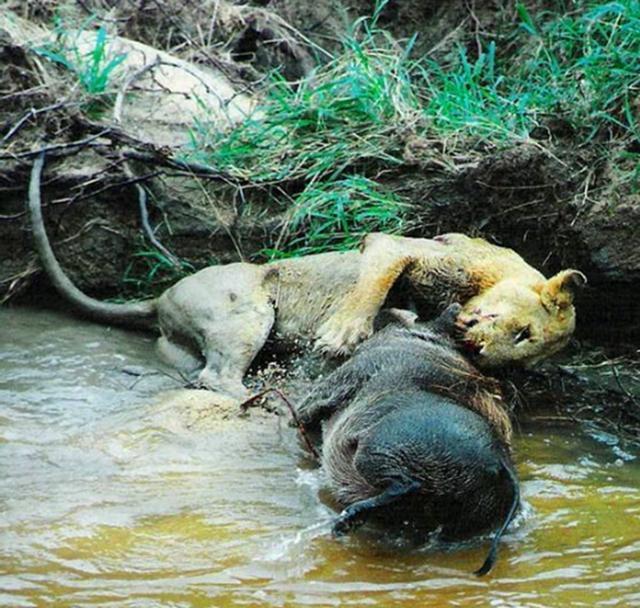 母獅被疣豬逼上泥牆痛打，情急之下母獅竟被逼的咬疣豬「死穴」 未分類 第1張