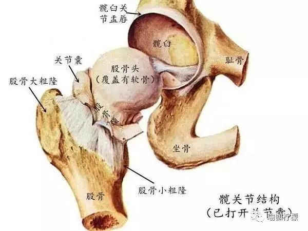 例:双腿背部伸展里如何让大腿进入关节腔?