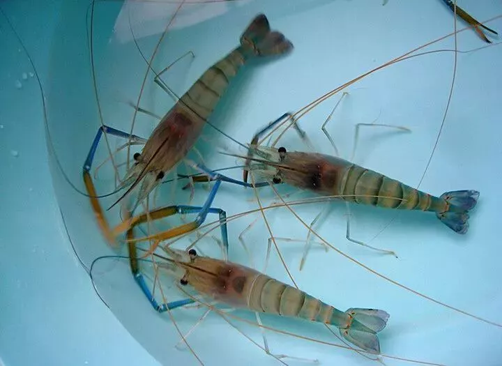 竹节虾外貌很独特,但它还是很容易和同样带有斑纹的九节虾(虎斑虾)