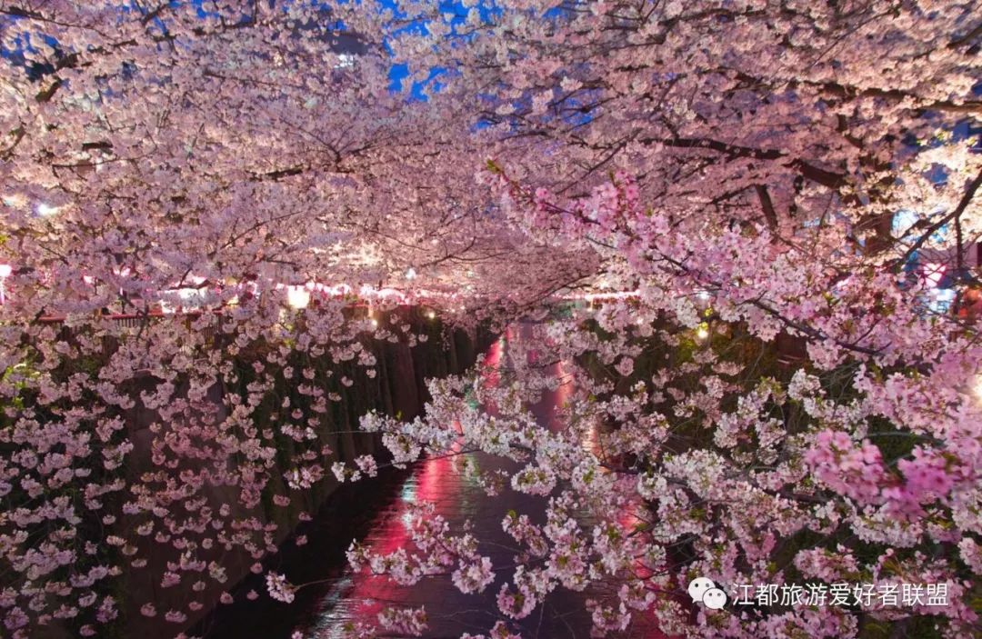 樱花节看点一:"水陆空"全景赏樱 无论身处樱花谷,长春桥,鹿顶山或是