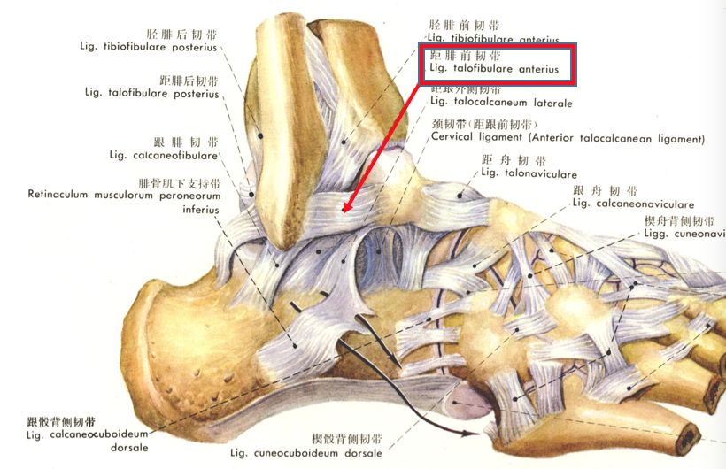 胫腓骨远端以及距骨骨性结构构成外还有附着在骨骼上的肌肉和韧带构成