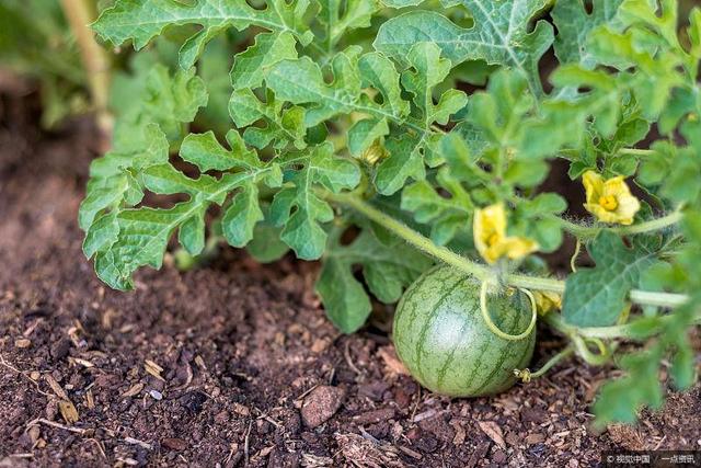 西瓜种植技术西瓜生长对土壤和营养的要求