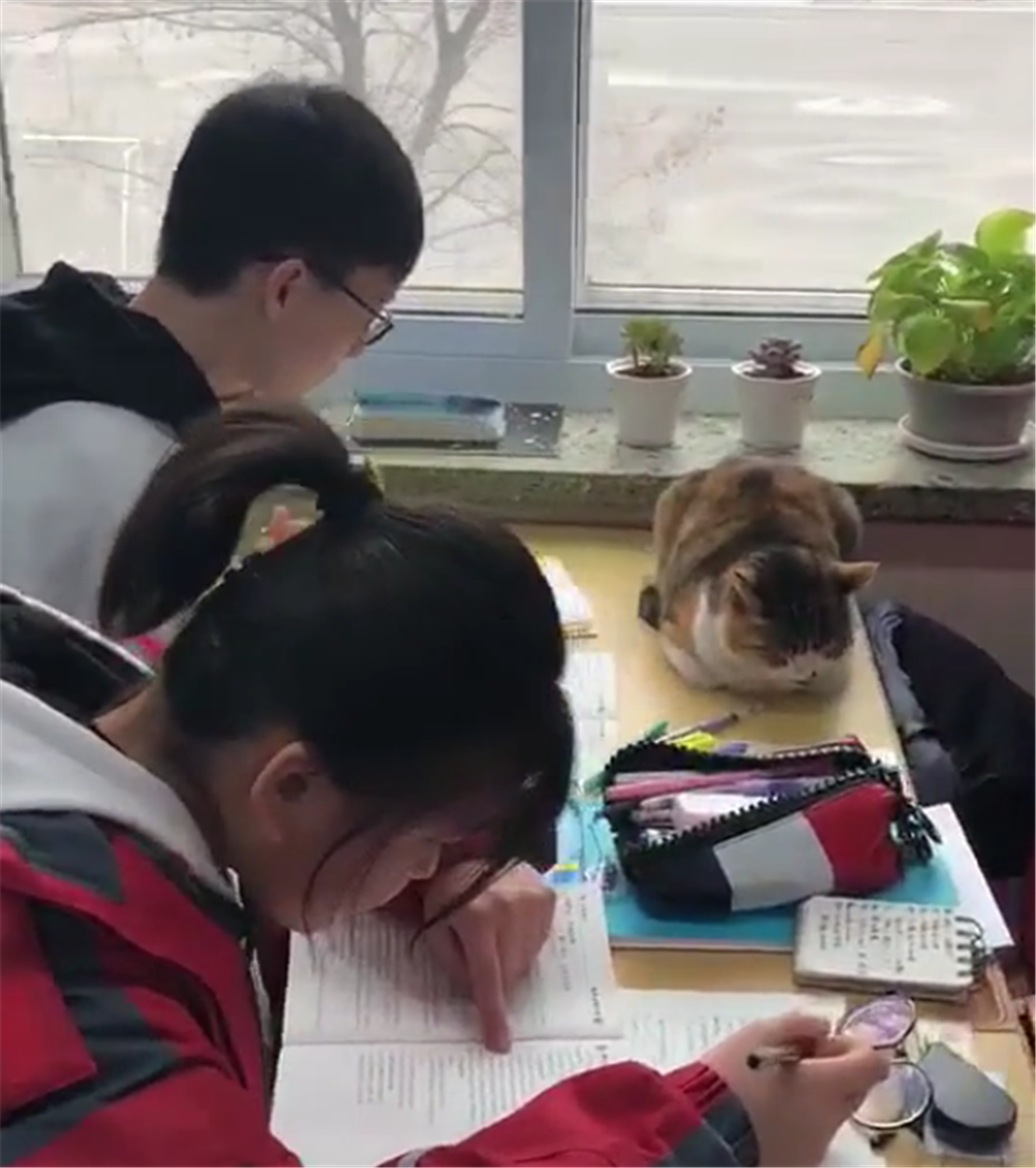 原創
            貓咪闖進教室，學生們為留貓咪向老師做出承諾，最後的結局暖心了 未分類 第2張