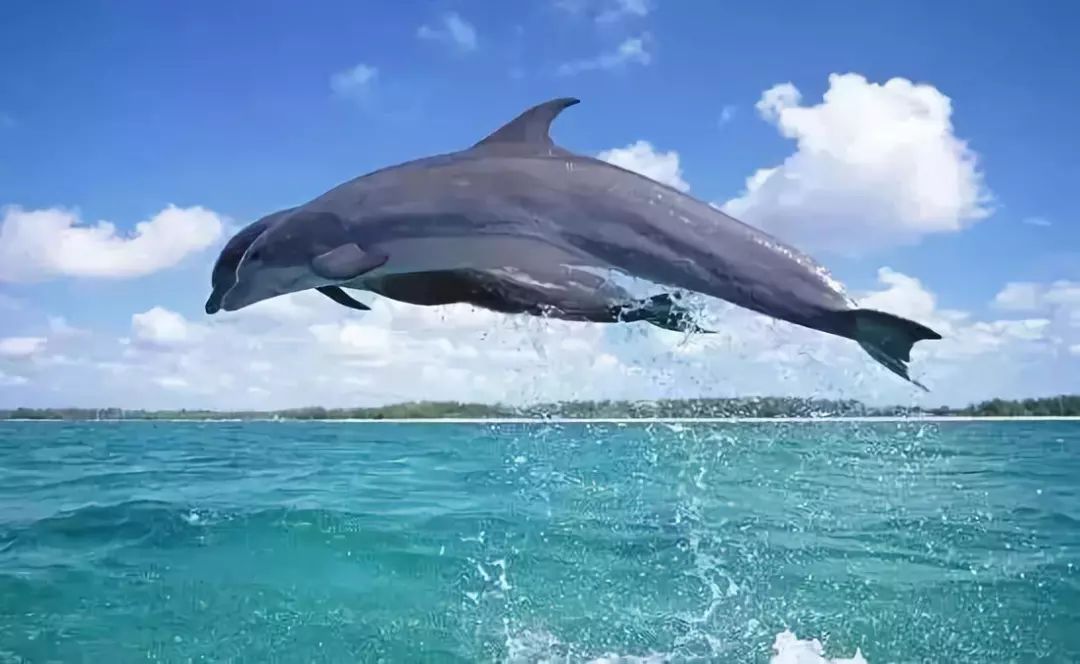 pg岛,全称puerto galera(帆船港,她还有一个美丽的别名"海豚湾,因为