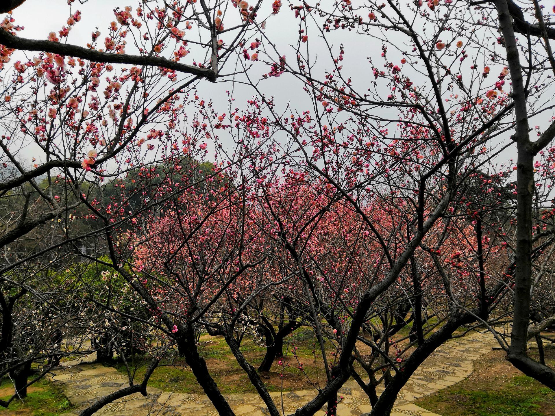 无锡也有"香雪海,本地人引以为傲,3月却是看花又看人