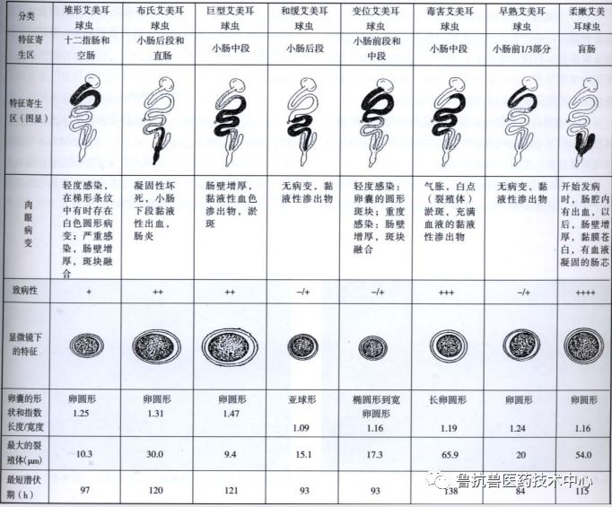 春季谨防球虫鸡球虫病诊断与防控