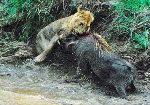 母獅被疣豬逼上泥牆痛打，情急之下母獅竟被逼的咬疣豬「死穴」 寵物 第3張