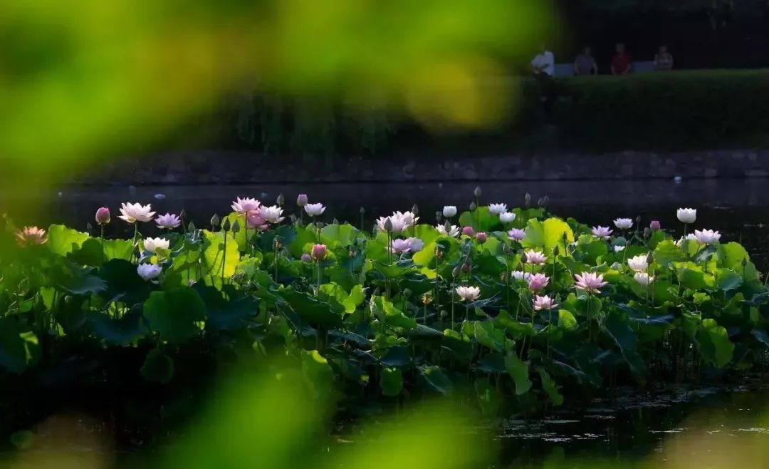 遇见兰芷愿女如花芳华永驻