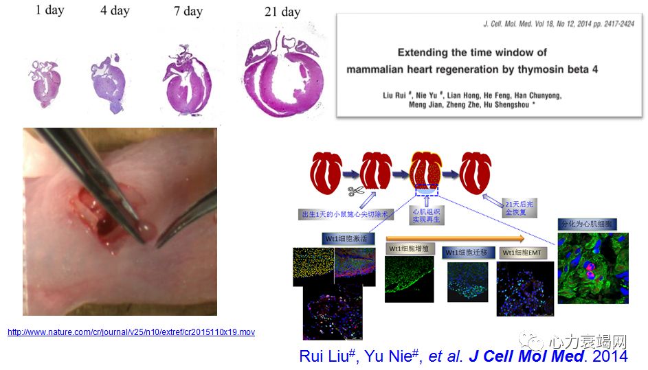 实验1 建立新生小鼠心尖切除后心肌再生模型