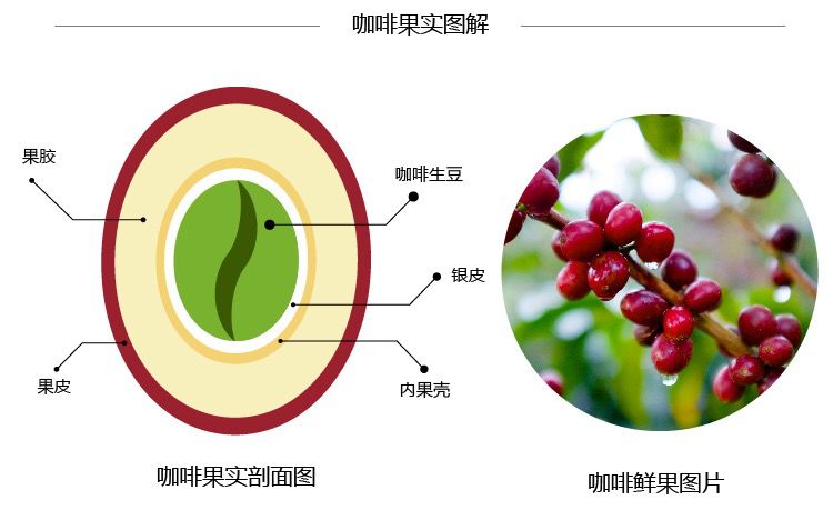 带上咖啡一起去春游吧全球咖啡种植详解