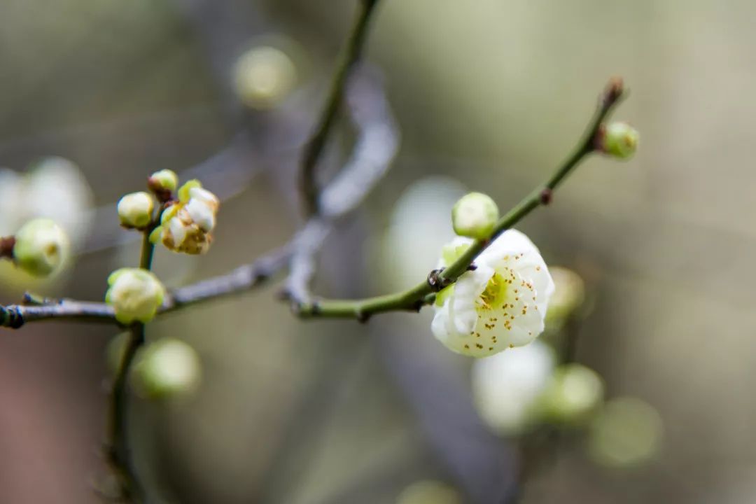 梅花春雨丝丝润万物红梅点点绣珞珈