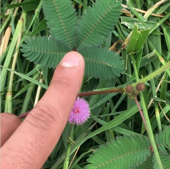 4.敏感植物含羞草.