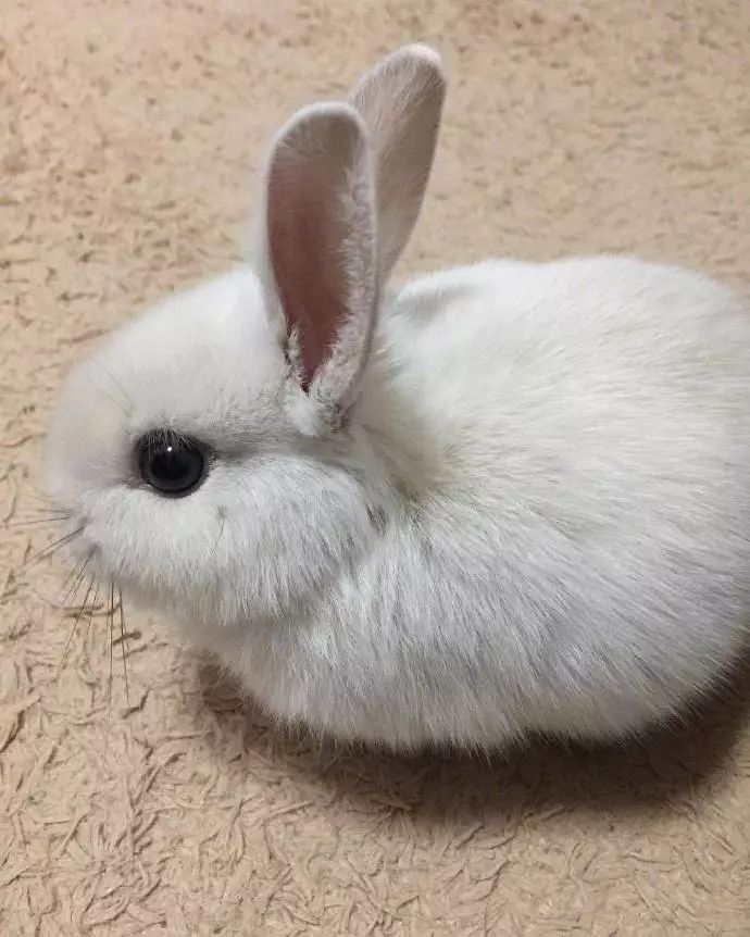 兔兔，小小的一只真的超可愛啊啊啊啊！！小了白了兔，白了又了白。 未分類 第1張