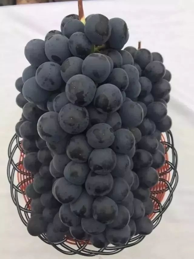 早熟葡萄在建水成熟上市,来看这些"黑玉