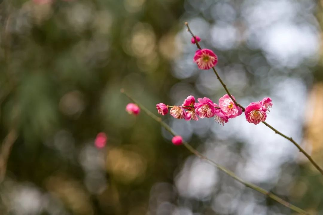 梅花春雨丝丝润万物红梅点点绣珞珈