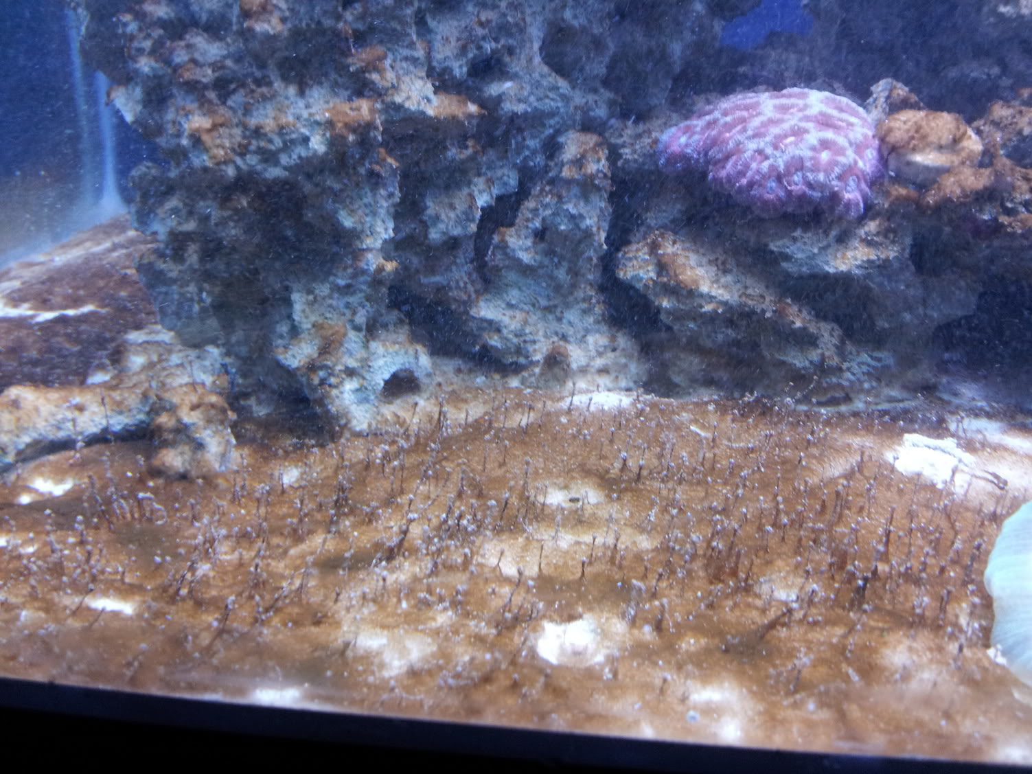 海缸的控藻:甲藻(褐色菌膜菌丝)_鱼缸