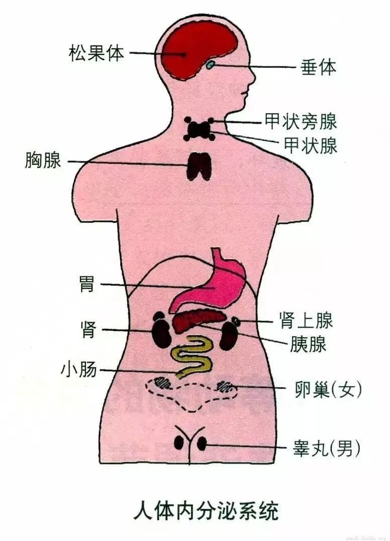 干细胞和身体八大系统不得不说的关系