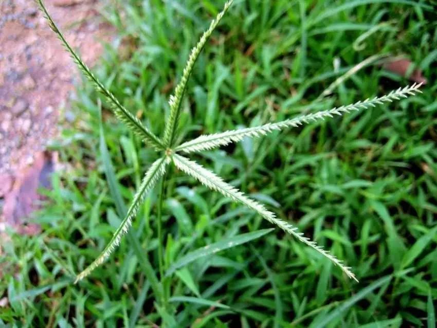 哪些蔬菜与野草适合喂兔子