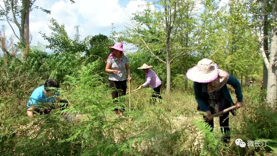 巾 帼丨长汀策武沈腾香:生态脱贫 乡村振兴的领头雁