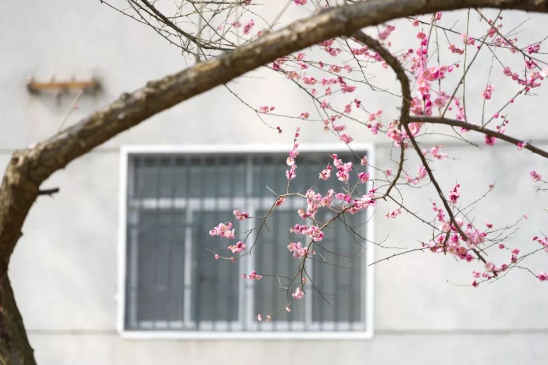 梅花春雨丝丝润万物红梅点点绣珞珈