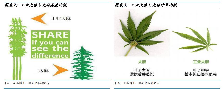 大麻二酚是工业大麻中提取的重要化合物大麻主要区别在于精神活性成分