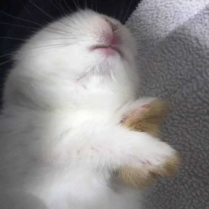 兔兔，小小的一只真的超可愛啊啊啊啊！！小了白了兔，白了又了白。 未分類 第4張
