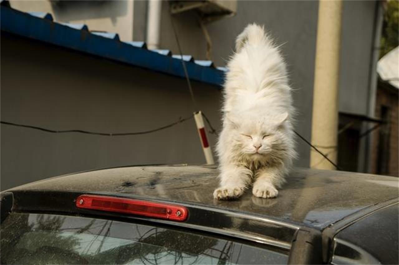 猫炸毛怎么办