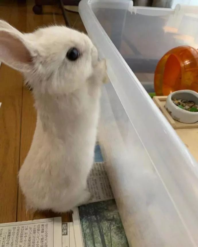 兔兔，小小的一只真的超可愛啊啊啊啊！！小了白了兔，白了又了白。 寵物 第5張