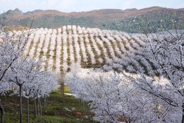 3月16日,安顺黄腊樱花节开幕!就在西秀区,别去平坝农场看堵车了