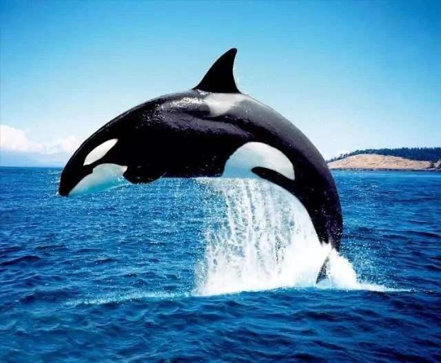 迄今为止人类从未发现虎鲸在野外杀人吃人 为什么呢？