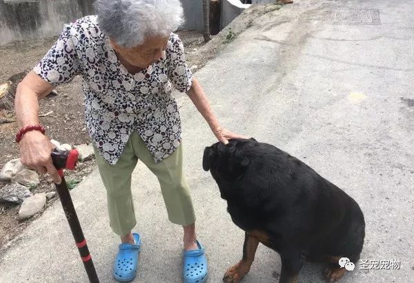 100多斤大狗主動給奶奶當拐杖，奶奶說的話狗子都懵了 未分類 第4張