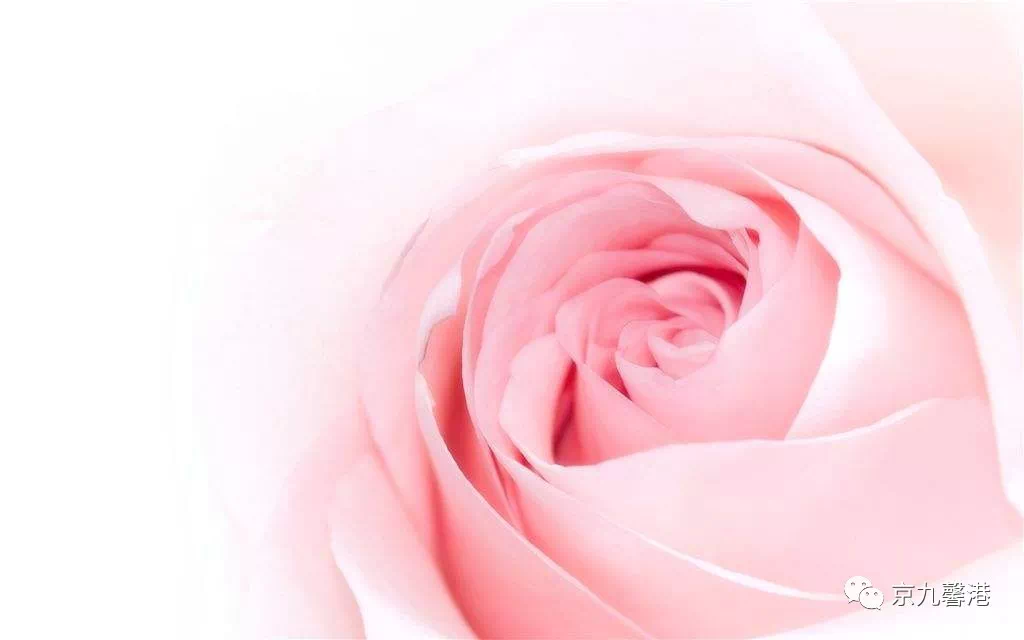 玫 丽女神,优雅高 瑰 !女神节到访即送粉色玫瑰