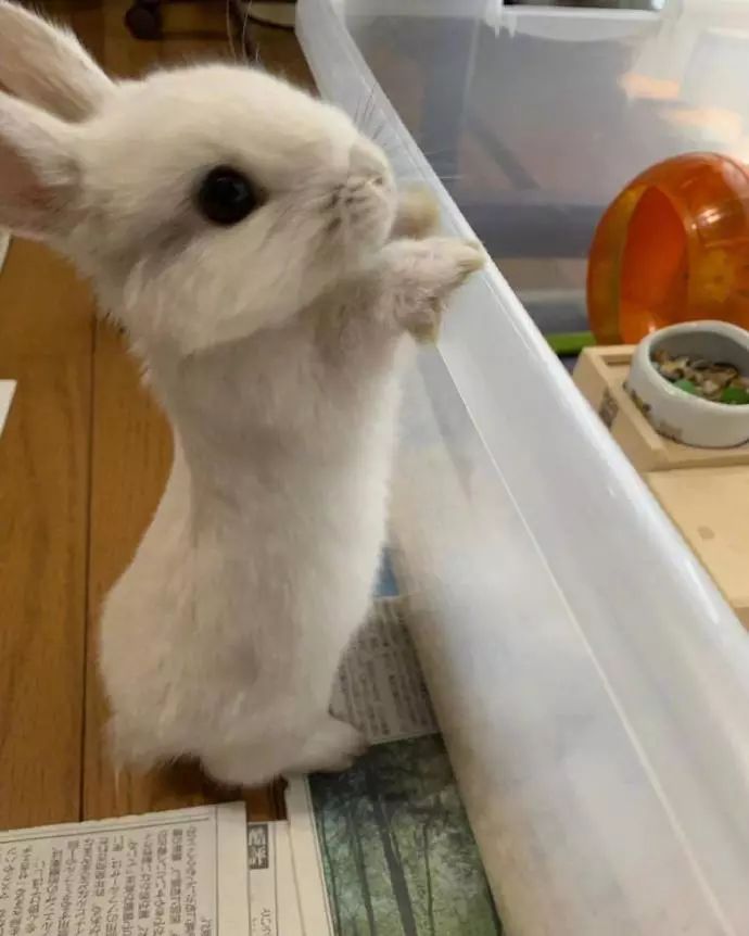 兔兔，小小的一只真的超可愛啊啊啊啊！！小了白了兔，白了又了白。 未分類 第8張