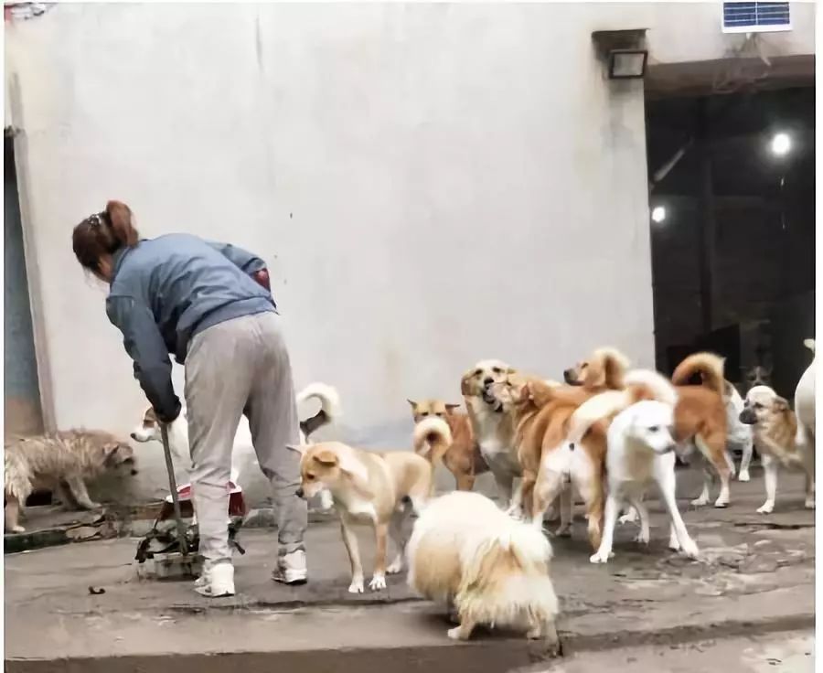 流浪狗狗因為擾民而被警方槍殺，而事情的經過竟然是這樣的！ 寵物 第13張