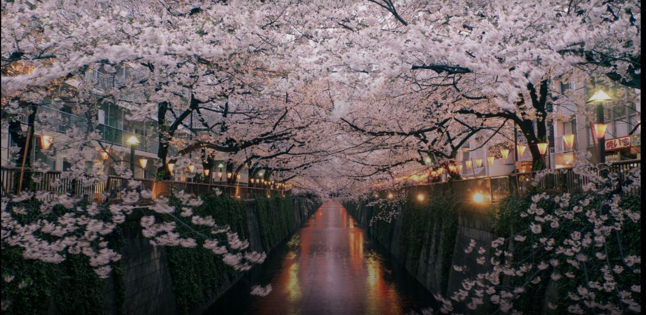 日本最美樱花攻略,三月春光明媚,正是樱花斗艳
