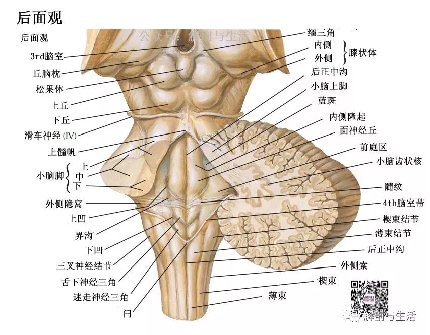 脑干组成位置脑神经外形和第四脑室