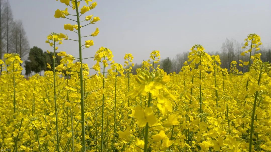 周边壮观油菜花海:明媚金色定格早春