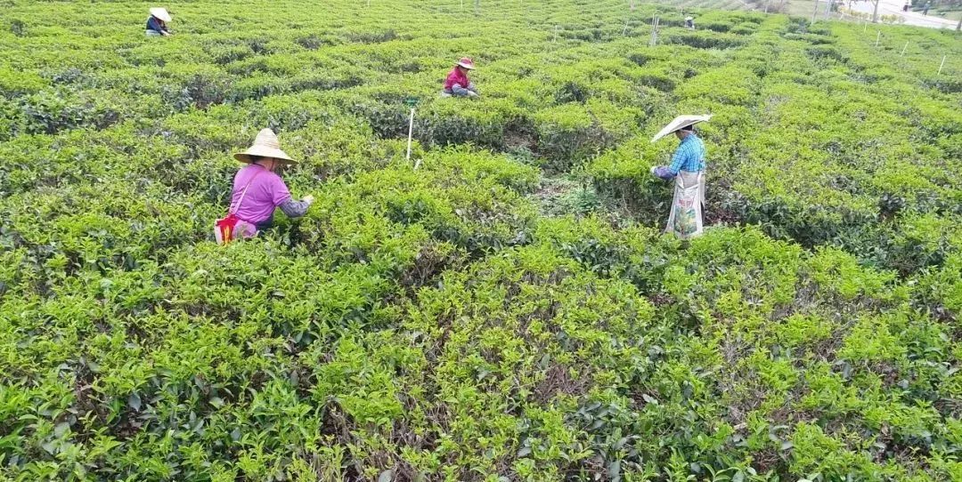 如今,对川茶场已经成为了美的鹭湖景区的一部分,这个延续了60年悠久茶