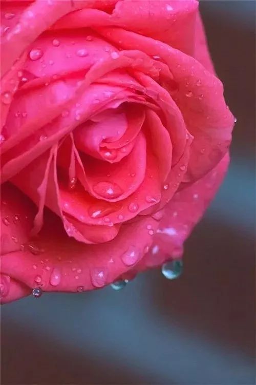 3.8节,漂亮的滴水玫瑰送给所有女性朋友,愿你貌美如花,青春永驻!