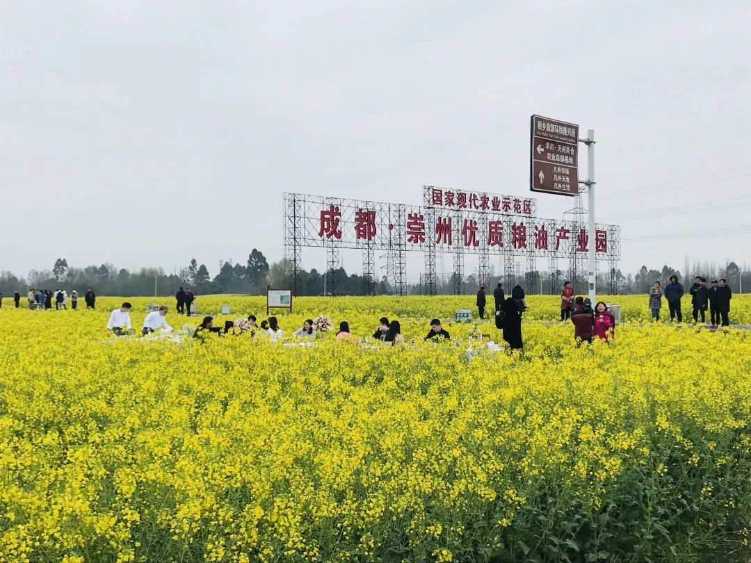 赏花节来了 崇州开启登陆央视模式