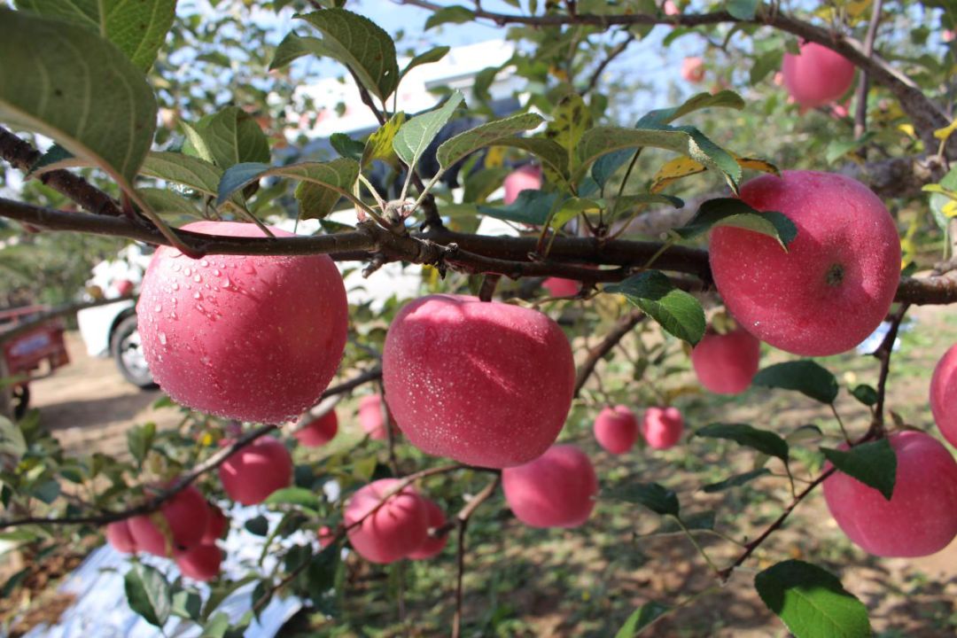 旬邑苹果为何出产优质苹果呢?