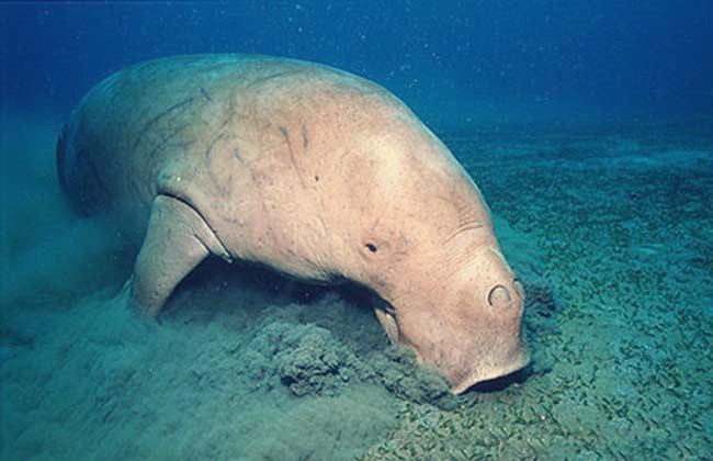 这种可爱的海洋生物因其肉质鲜美导致从发现到灭绝只用26年