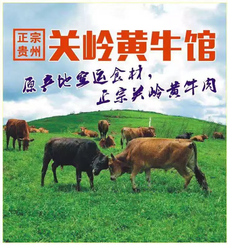 鲜牛肉火锅界大佬来了!正宗关岭小黄牛,全场免费吃!